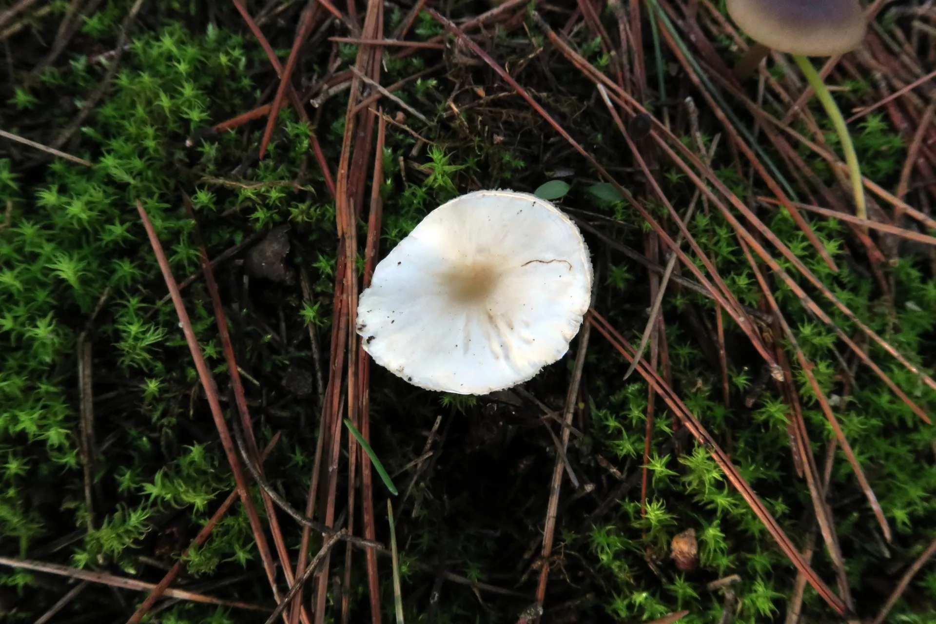 Leucoagaricus crystalliferoides - 1 - IMG_0916
